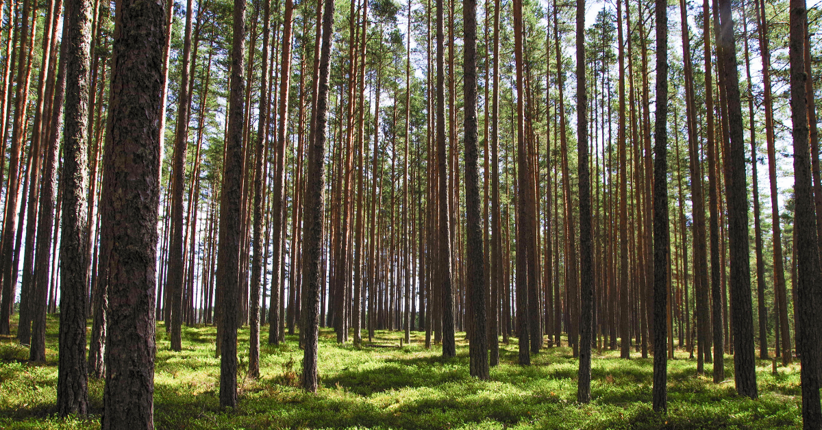 Green INvestemtns London mortgage broker equity release wealth management penions financial advice advisor